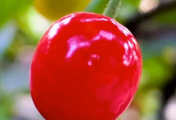 樱桃小视频,捕捉生活瞬间，传递快乐时光